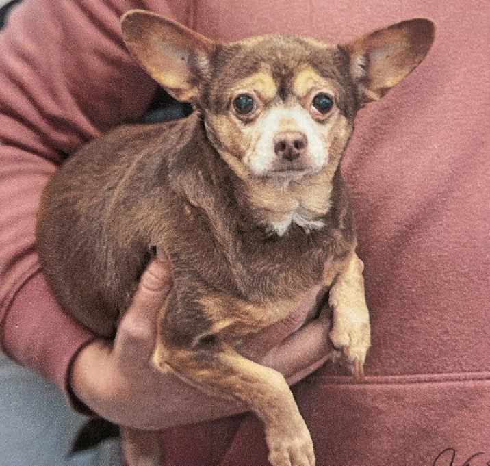 Photo of Little Mouse