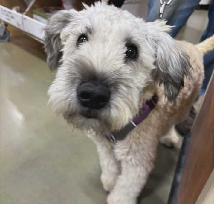 Photo of Sasha Saoirse 