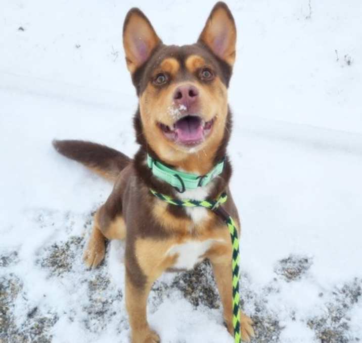 Photo of Nugget IX 88