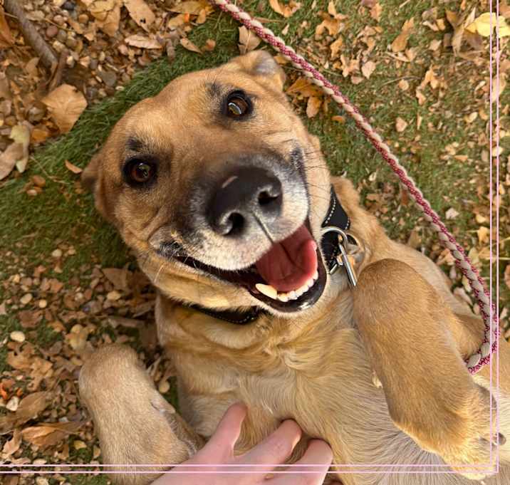 Photo of Arizona Tea