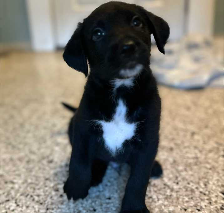 Photo of Cinder 1353