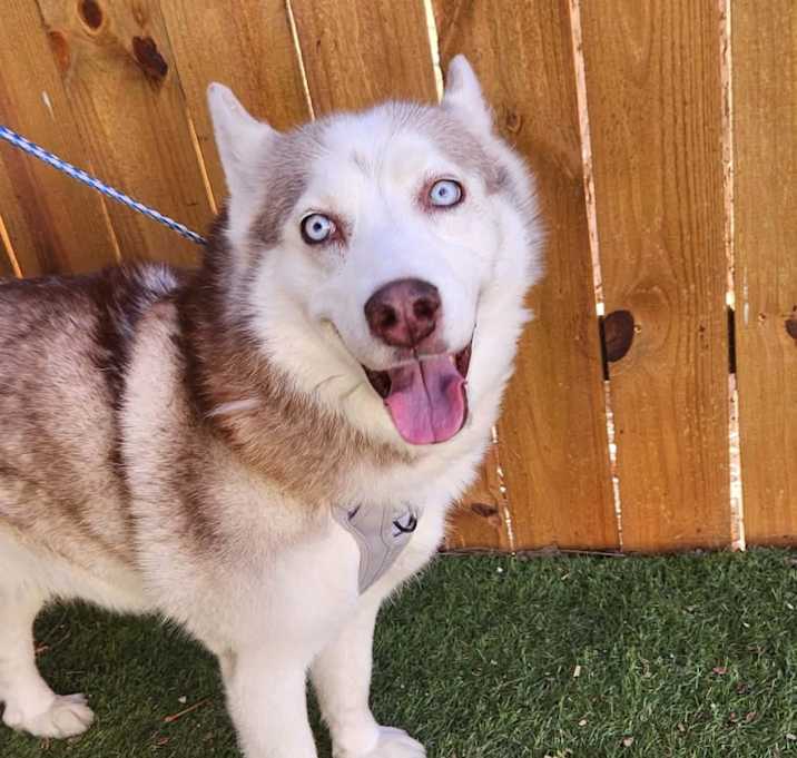 Photo of Diamond JuM