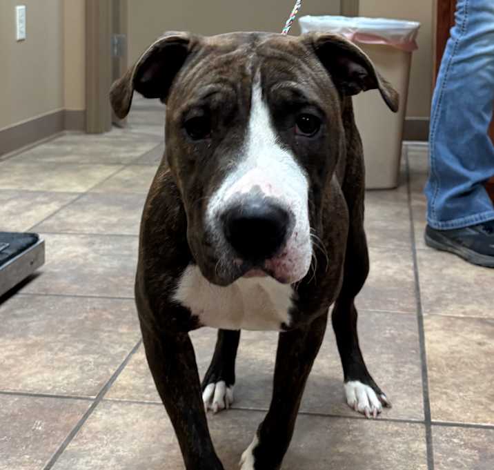 Photo of Sprinkled Cupcake