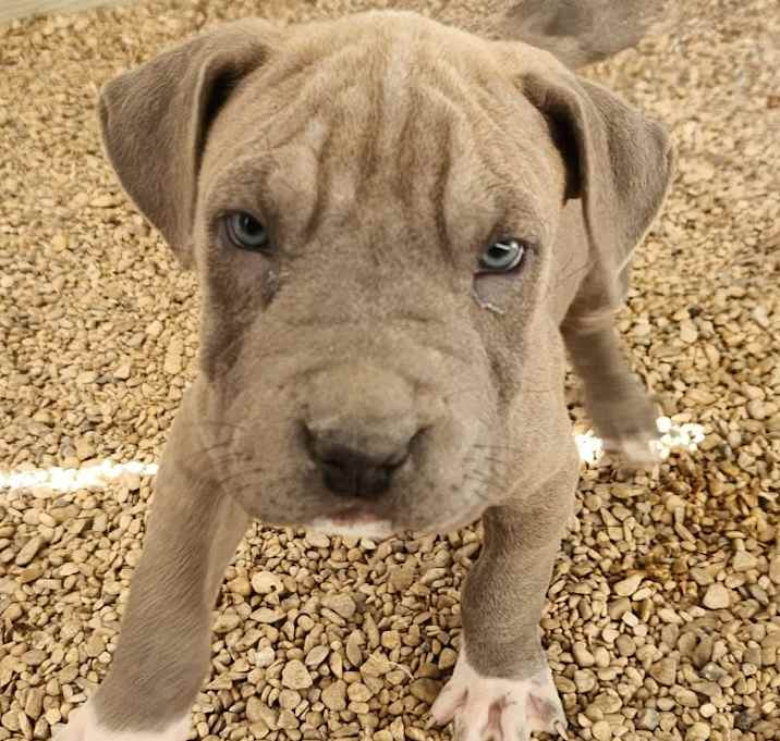 Photo of Sterling JuM