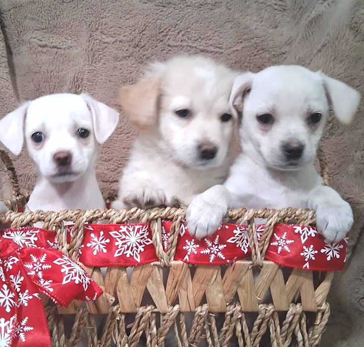 Photo of Caramel JuM/GC