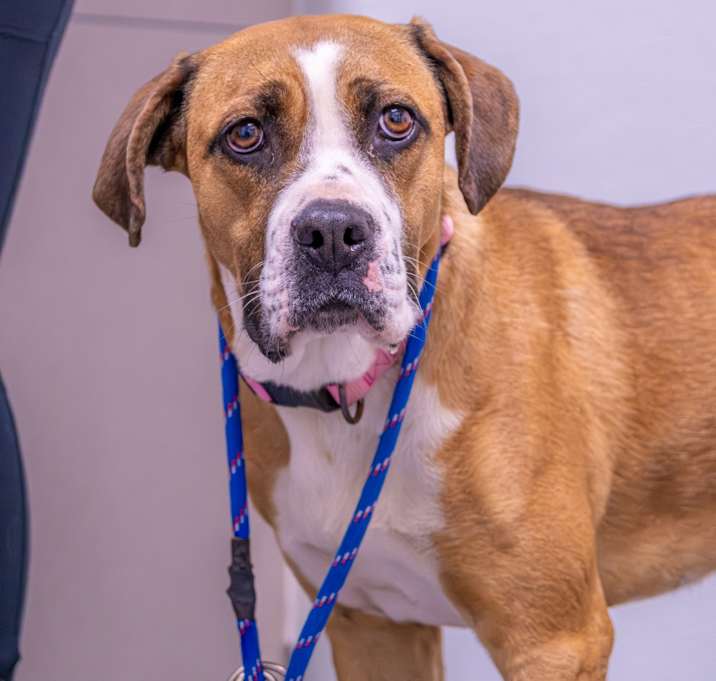 Photo of Princess Bubble Gum 