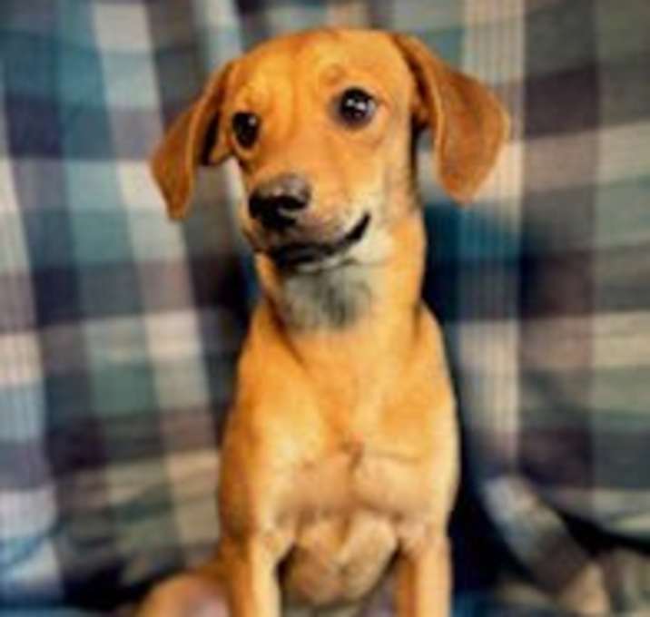 Photo of Crush- Puppy #4 (CoPAC Litter #9/2025)