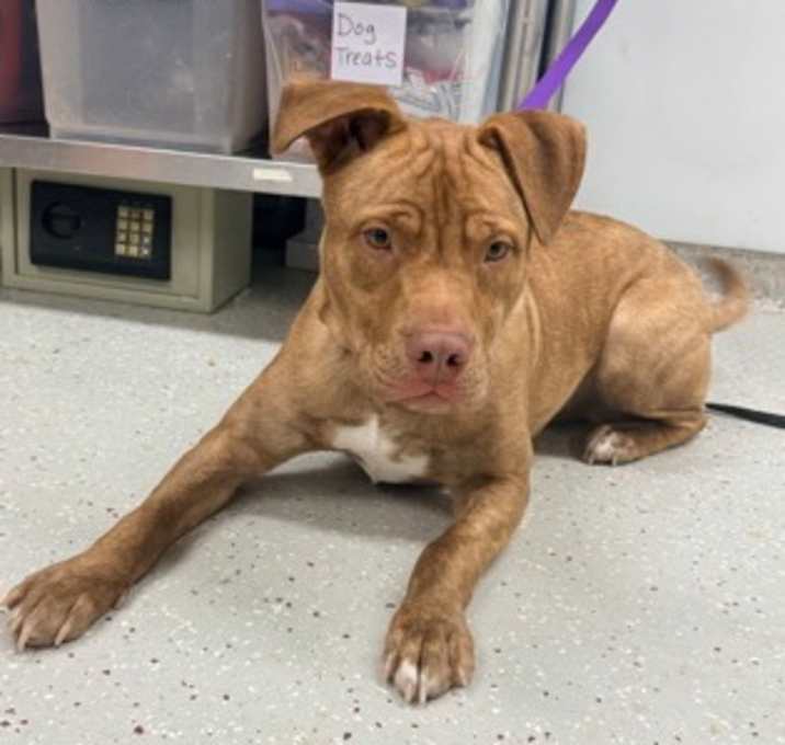 Photo of Mr. Worldwide