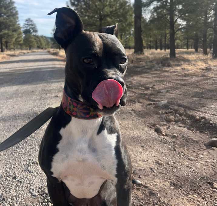 Photo of Security - sweet Boxer girl! Adoption Fee Fully Sponsored!