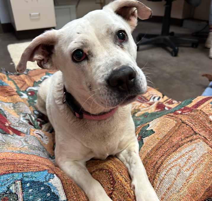 Photo of Bella - Sweetest Girl, Biggest Eyes!