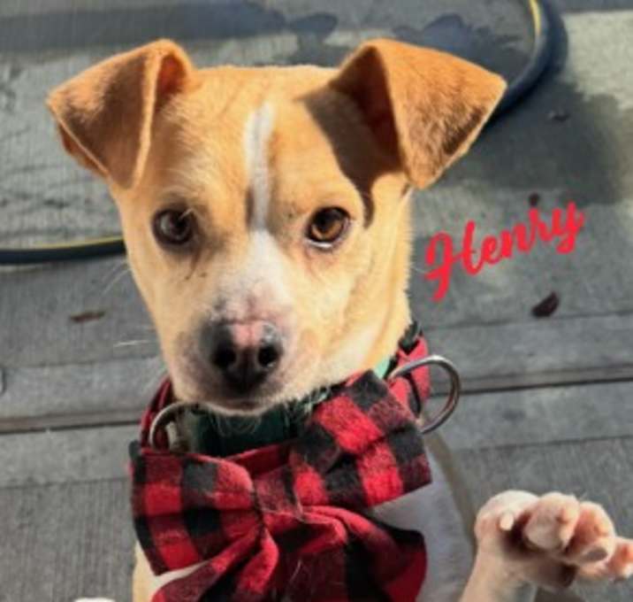 Photo of Henry #best-paw-forward