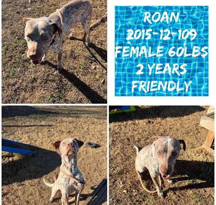 Photo of 2025-121-109 *Roan*