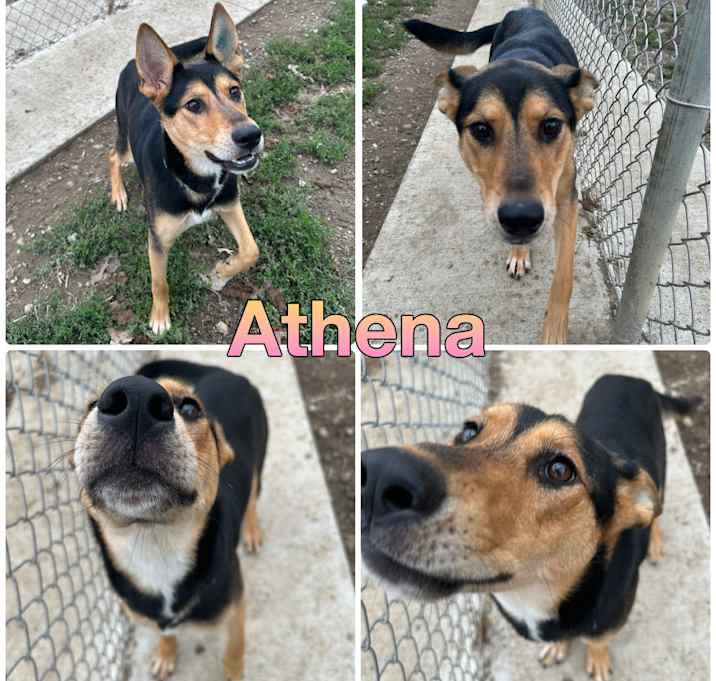 Photo of Athena