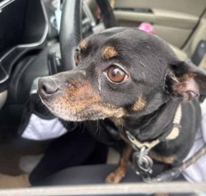 Photo of Bobby-ADOPTED