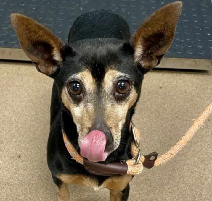 Photo of Maple Bacon