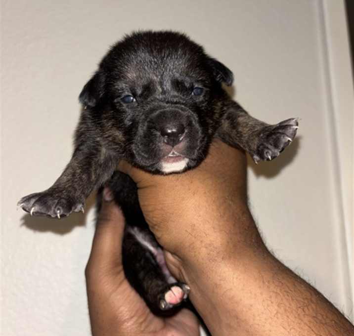 Photo of NEEDS A FOSTER