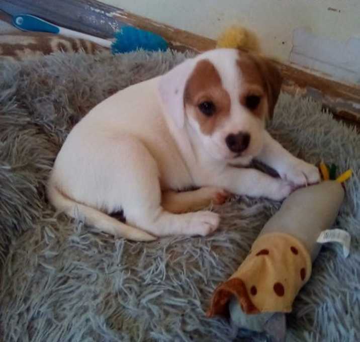 Photo of Thelma Lou - of Bea's pups