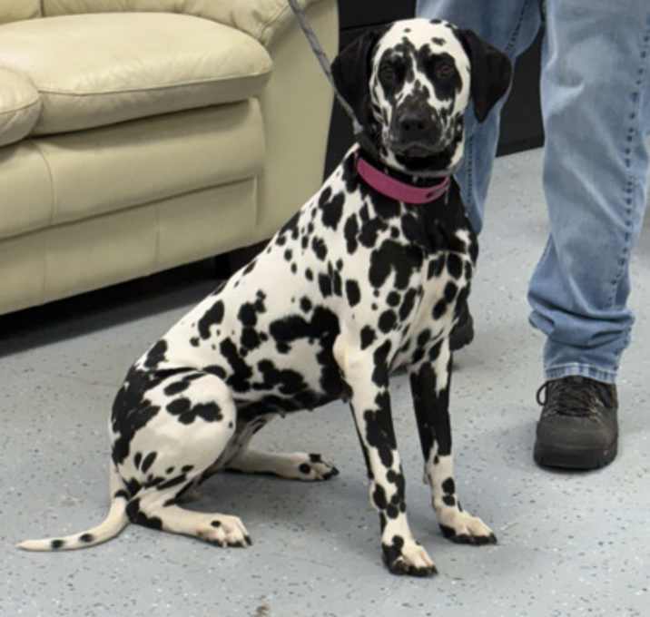 Photo of Lavender Moon