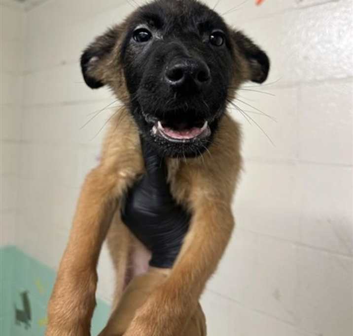 Photo of PICKLED GINGER