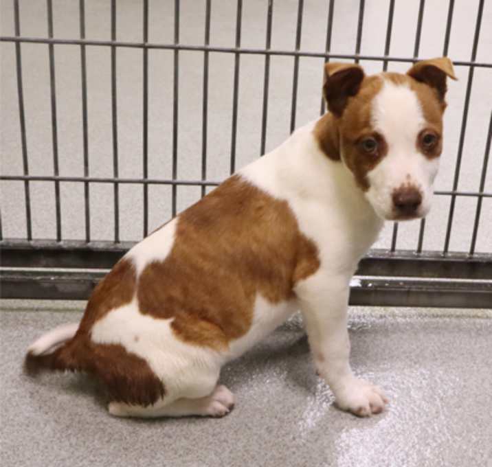 Photo of Amelia Earhart