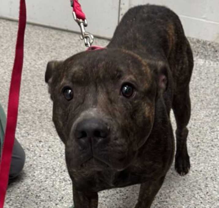 Photo of Shadow Bear