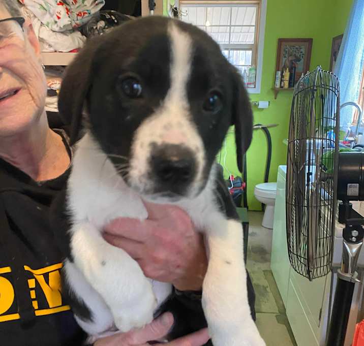 Photo of Rudolph (7wk PUPPY)