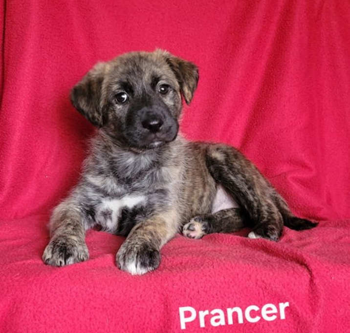 Photo of Prancer