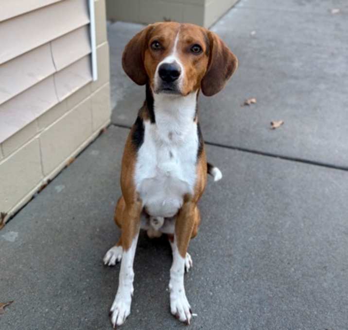 Photo of 25-1218 Amos