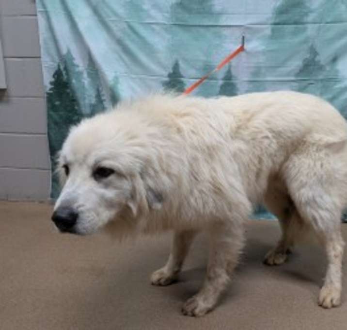 Photo of Polar Bear*