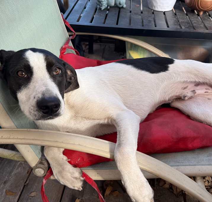 Photo of Lucky Charms