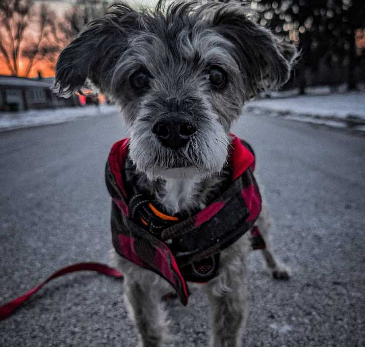 Photo of Mehoy Minoy