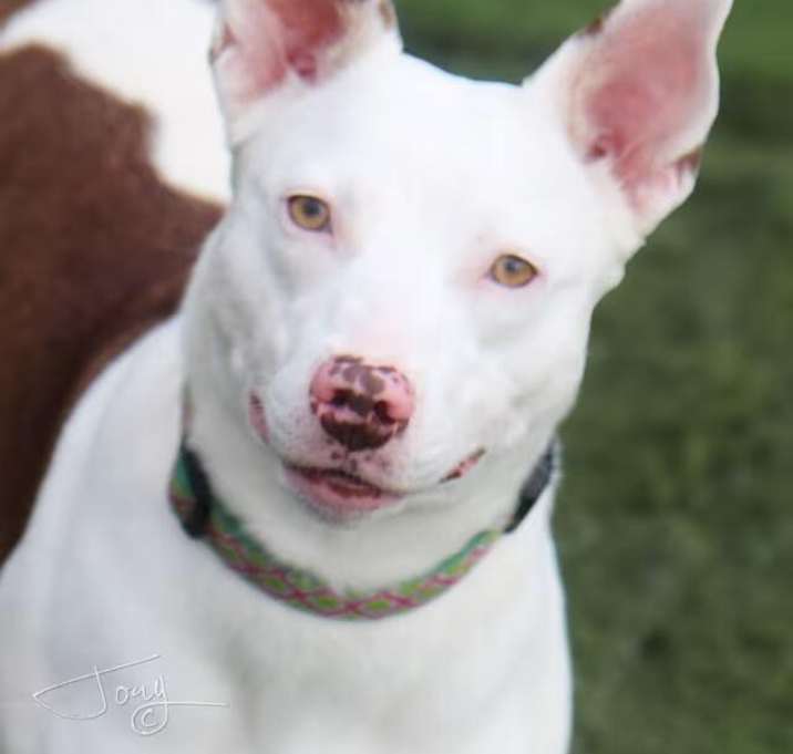 Photo of Juniper the Dog