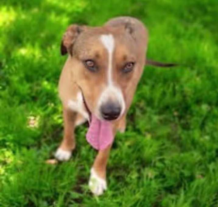 Photo of Whiskey SOS>2 yr in rescue