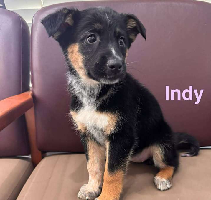 Photo of INDY