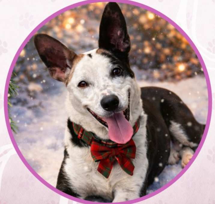 Photo of Rolls Royce