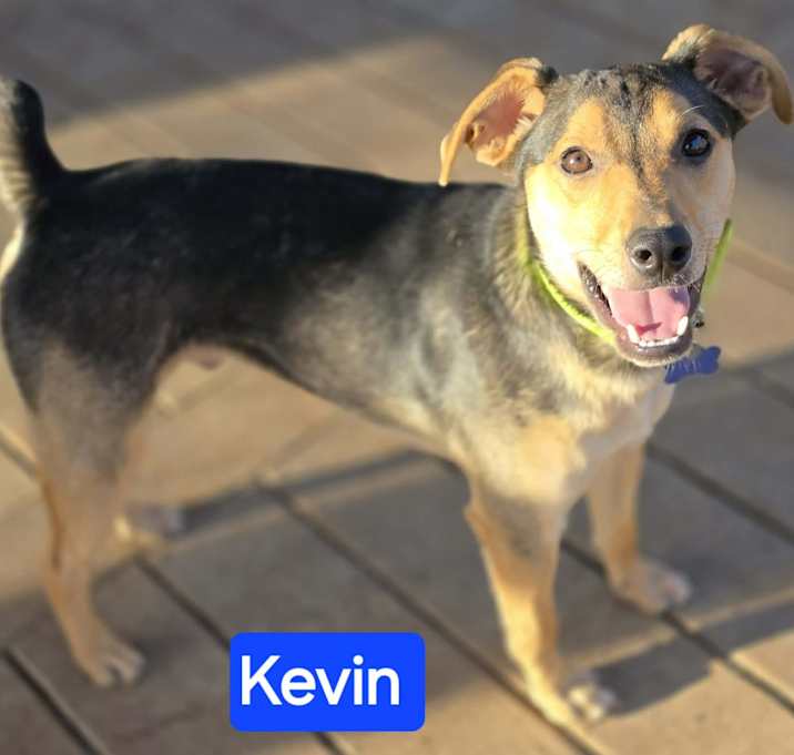 Photo of Kevin (7mo PUPPY)