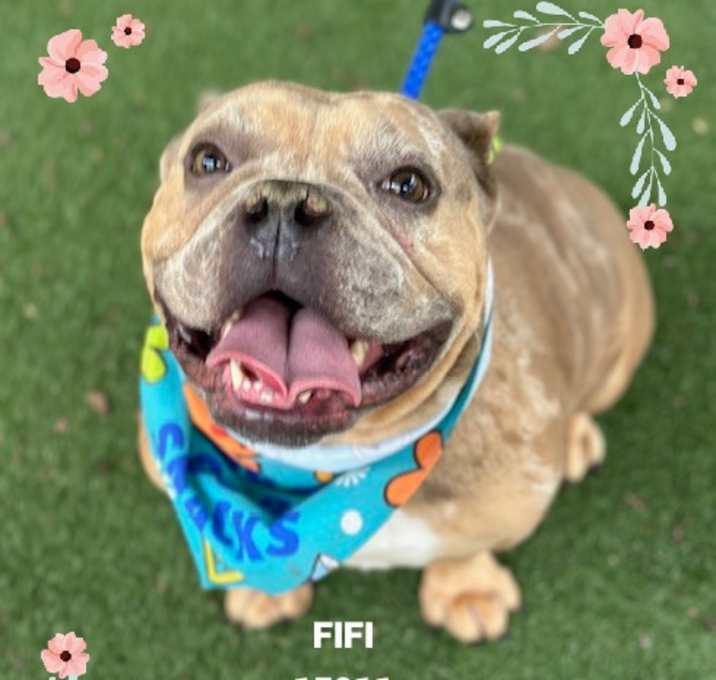 Photo of FIFI