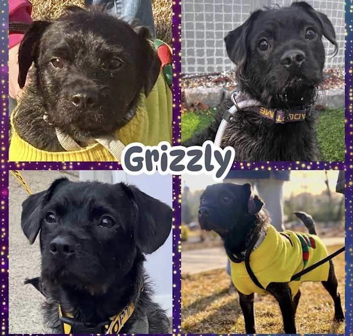 Photo of Grizzly