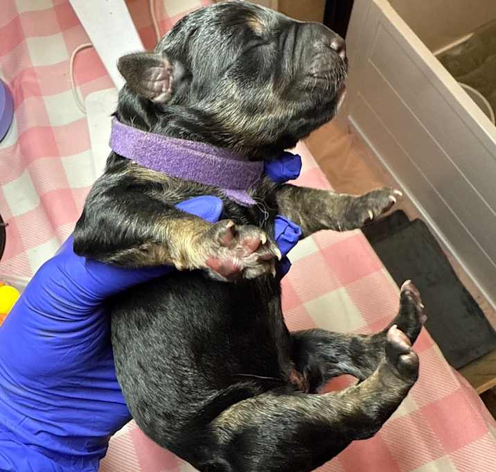 Photo of Rapunzel (Purple1)