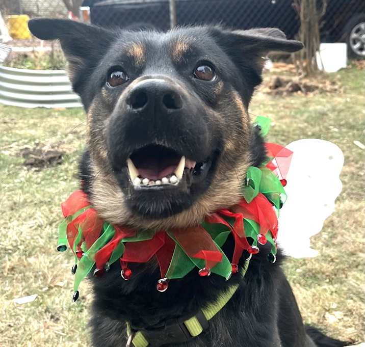 Photo of Mocha Bean *Courtesy Listing*