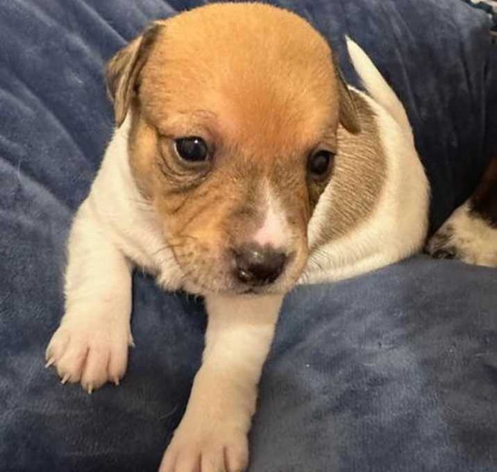 Puppy Olaf  -  Las Vegas