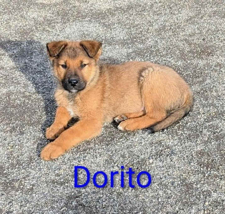 Photo of Dorito
