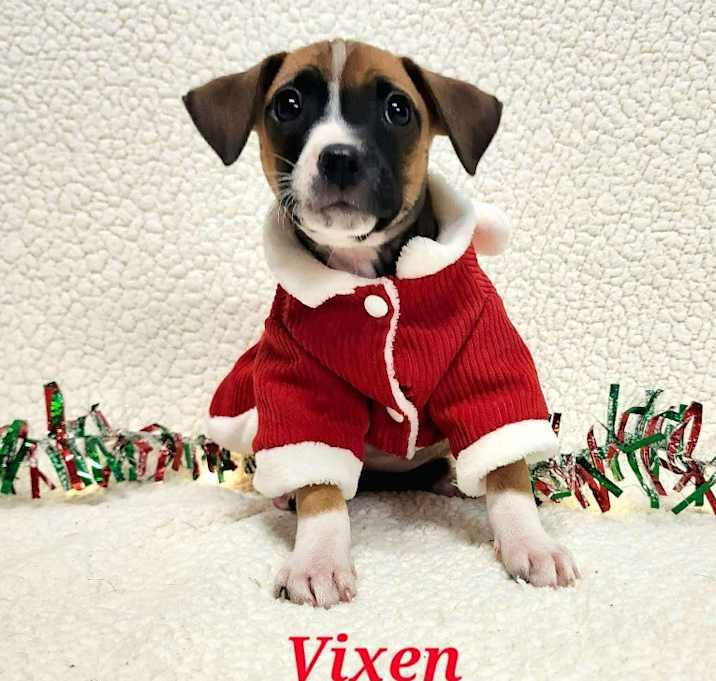 Photo of Vixen