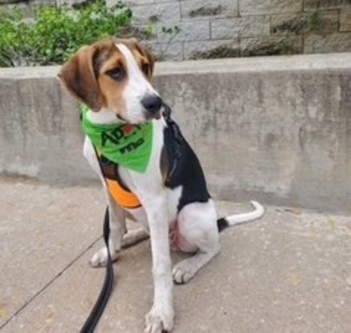 Photo of Daniel Vinca pup 5