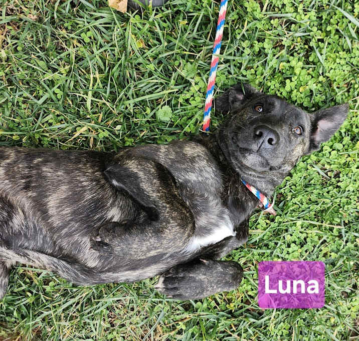 Photo of Luna
