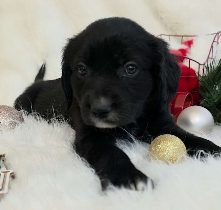 Photo of *A Holiday Litter* Hershey