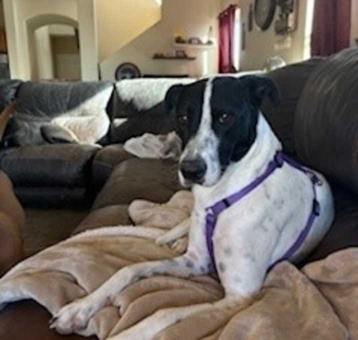 Photo of Vanessa/Indy