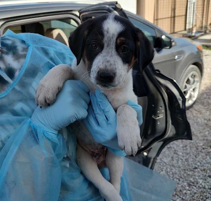 Photo of Huckleberry