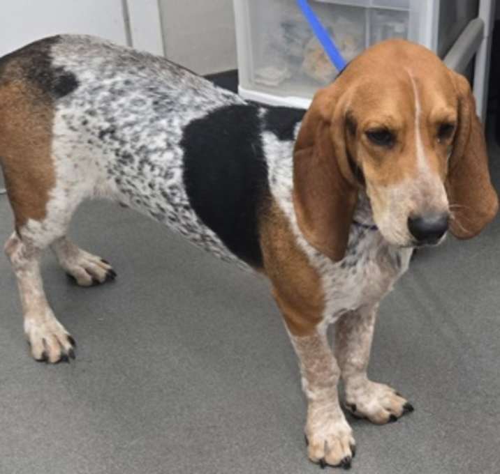 Photo of 161656 Rusty