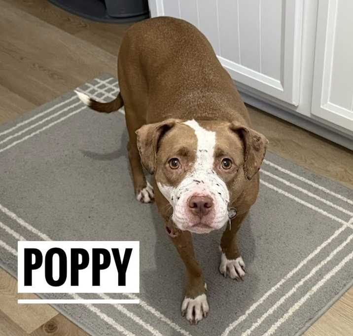 Photo of Poppy